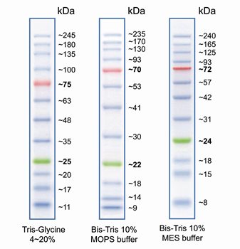 MWP4-Bluestar-PLUS-protein-marker-map.jpg