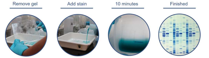 stainingprocedure.png
