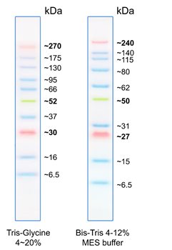 MWP06-BlueEasy-protein-marker.jpg